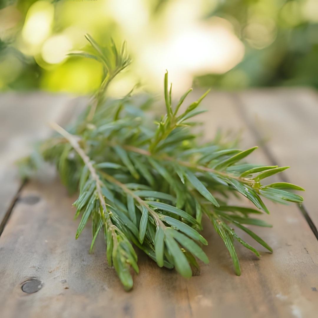 Rosemary