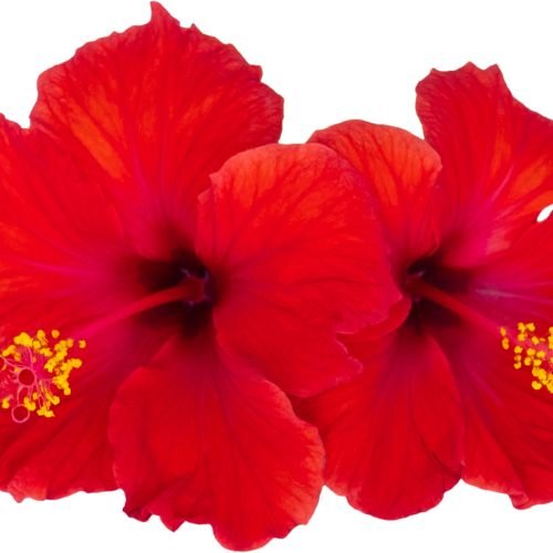 Hibiscus