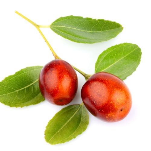 Jojoba