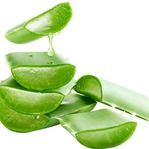 Aloe Vera Leaf, Aloe barbadensis