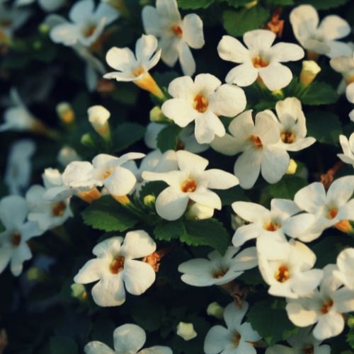 Brahmi, Bacopa monnieri