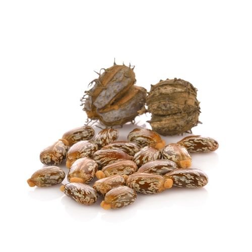 Castor Oil, Ricinus communis