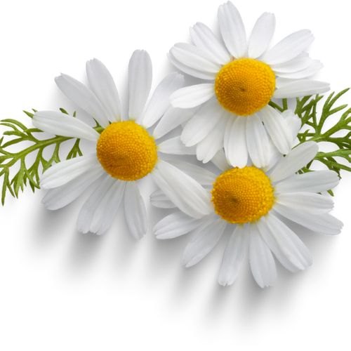 Chamomile Oil, Matricaria chamomilla
