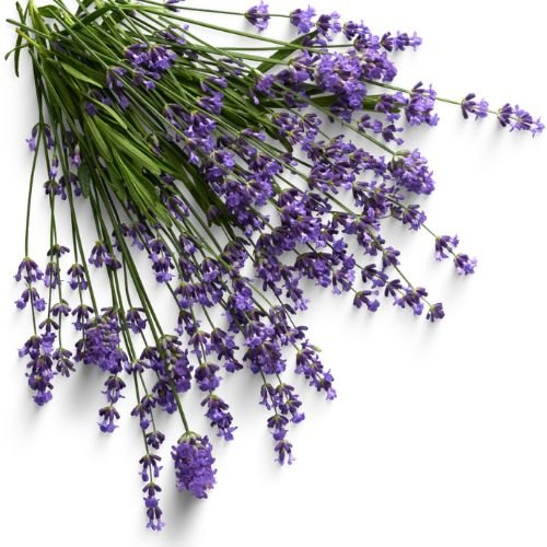 Lavender Oil, Lavandula angustifolia