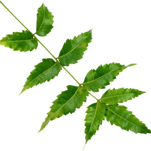 Neem, Azadirachta indica