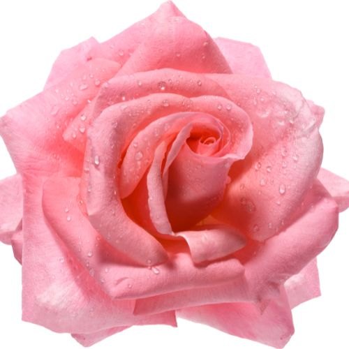 Rose, Rosa damascena