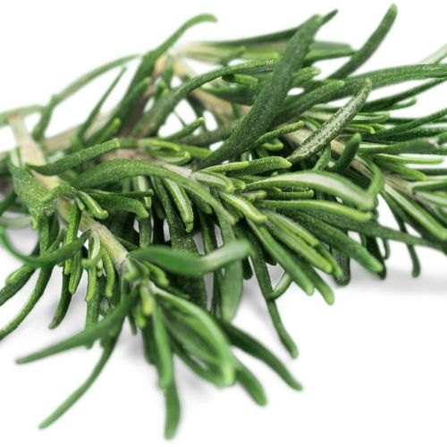 Rosemary Oil, Rosmarinus officinalis